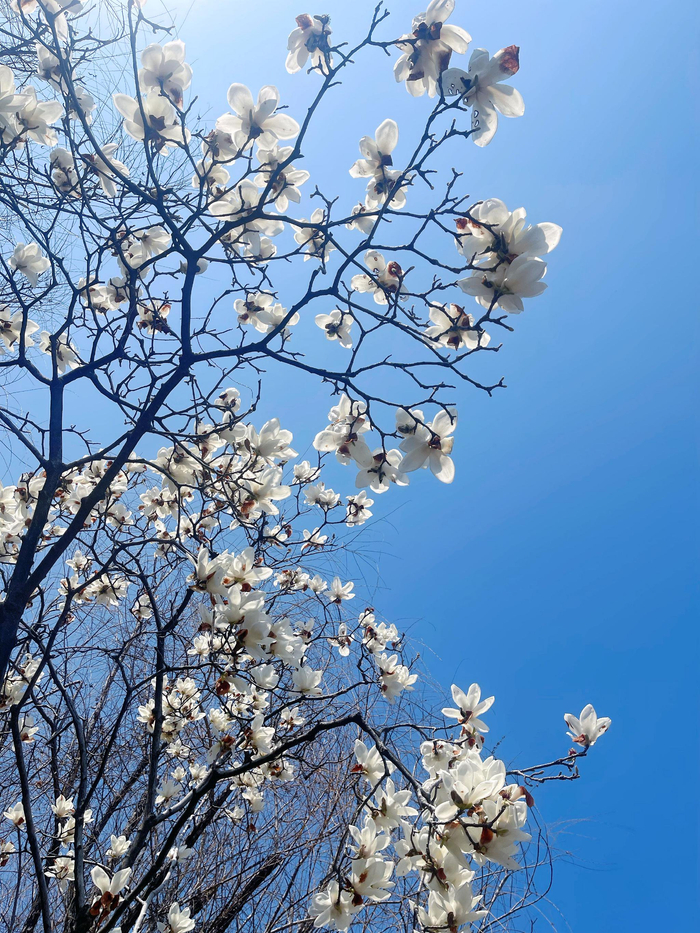 宁波现树上羽毛球奇观引网友晒图|浙江队|浙江省|宁波市|宁波同城|浙江_新浪体育_新浪新闻